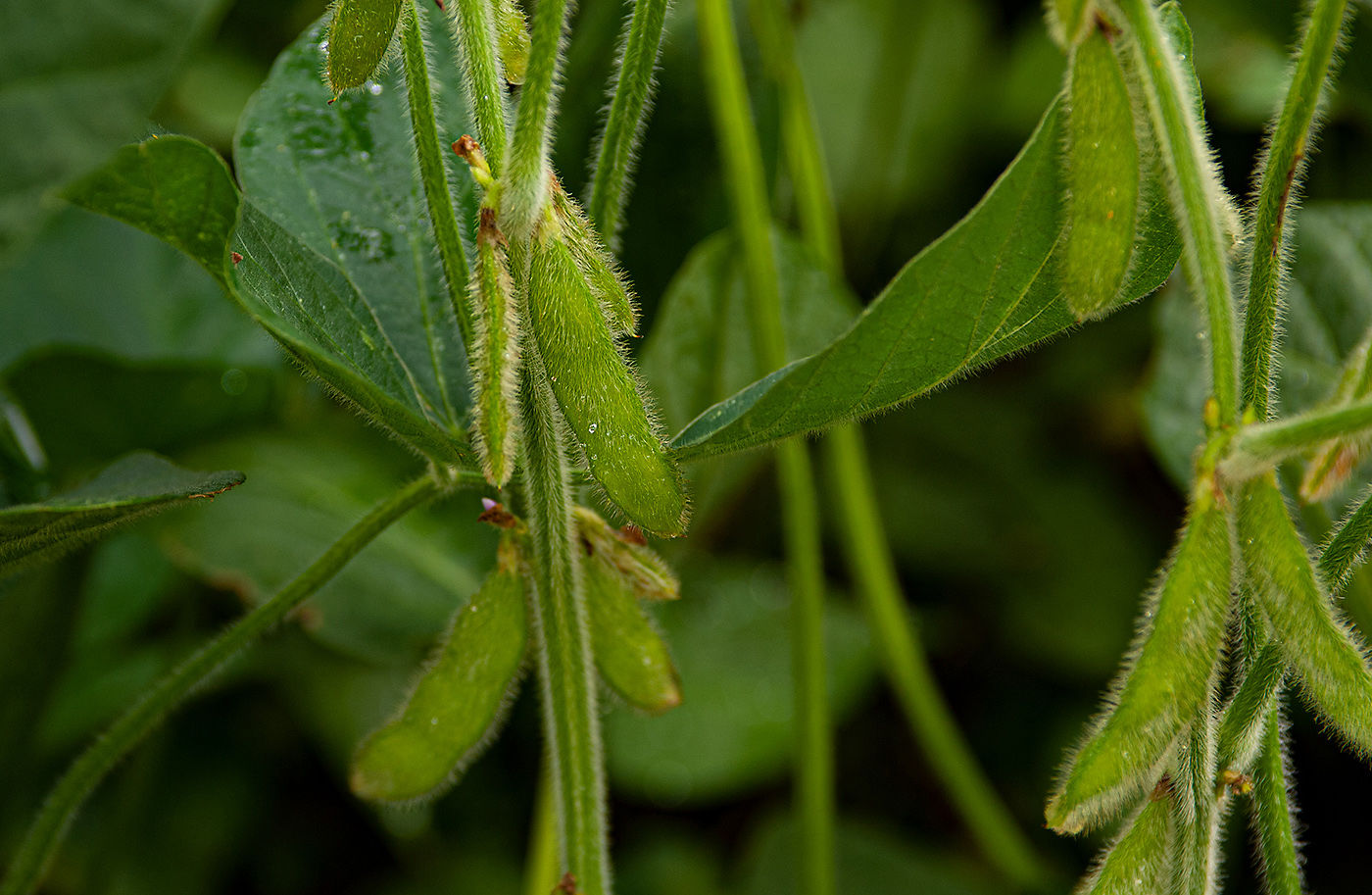Soybeans